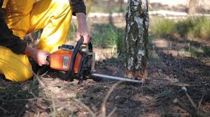 Best Tree Preservation Services  in Homeland, GA