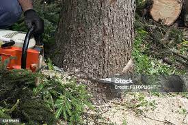 Soil Testing and Treatment in Homeland, GA
