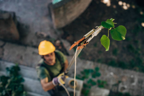 Best Tree Trimming and Pruning  in Homeland, GA