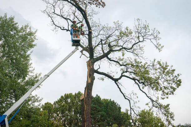 Best Tree Health Inspection  in Homeland, GA