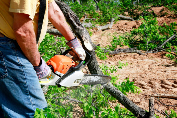 Best Seasonal Cleanup (Spring/Fall)  in Homeland, GA